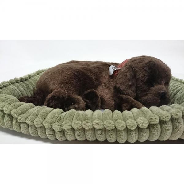 Perfect Petzzz - Labrador puppy