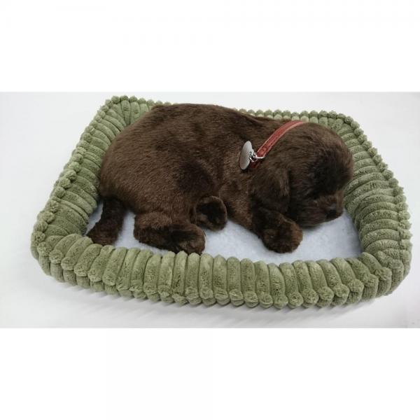Perfect Petzzz - Labrador puppy