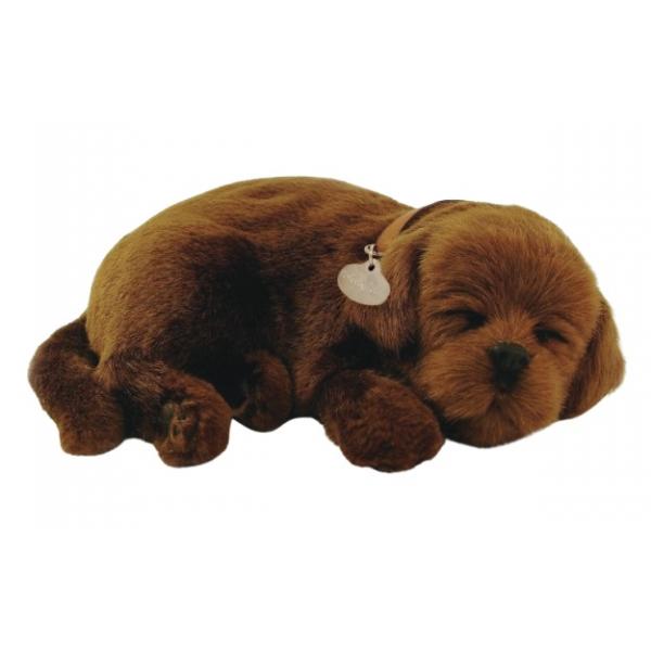 Perfect Petzzz - Labrador puppy