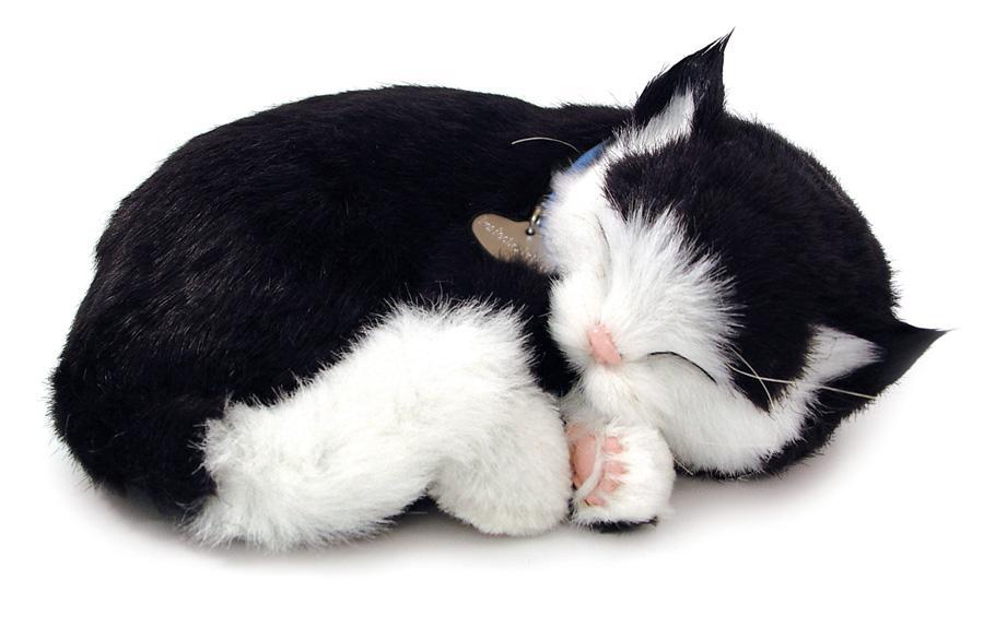 Schattig huisdier - Kitten zwart-wit kopen? -