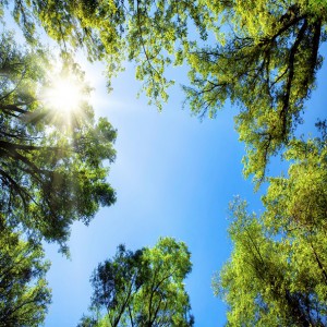 Afbeelding SPRING FOREST (LED plafondpaneel)