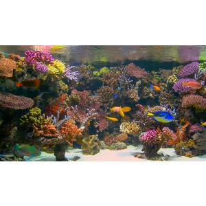 DVD Aquarium Tropical Reef