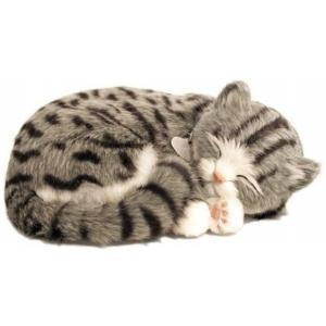 Schattig huisdier - Kitten grijs