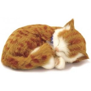 Schattig huisdier - Kitten oranje