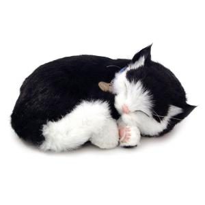Schattig huisdier - Kitten zwart-wit